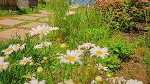 Ein Gebäude mit einer blauen Tür, umgeben von einem Garten mit weißen Blüten und Grünpflanzen.