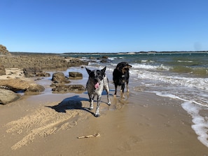 Beach nearby, beach towels - Salty Paws Dog Friendly Luxe Cottage (San Remo)