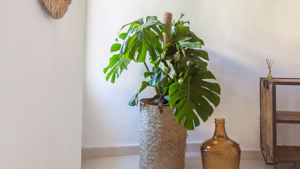 A corner of a room with a large plant in a woven basket, a small vase, and a round mirror on the wall. - Alojamientos la Vila Mayor 7 (Villajoyosa)
