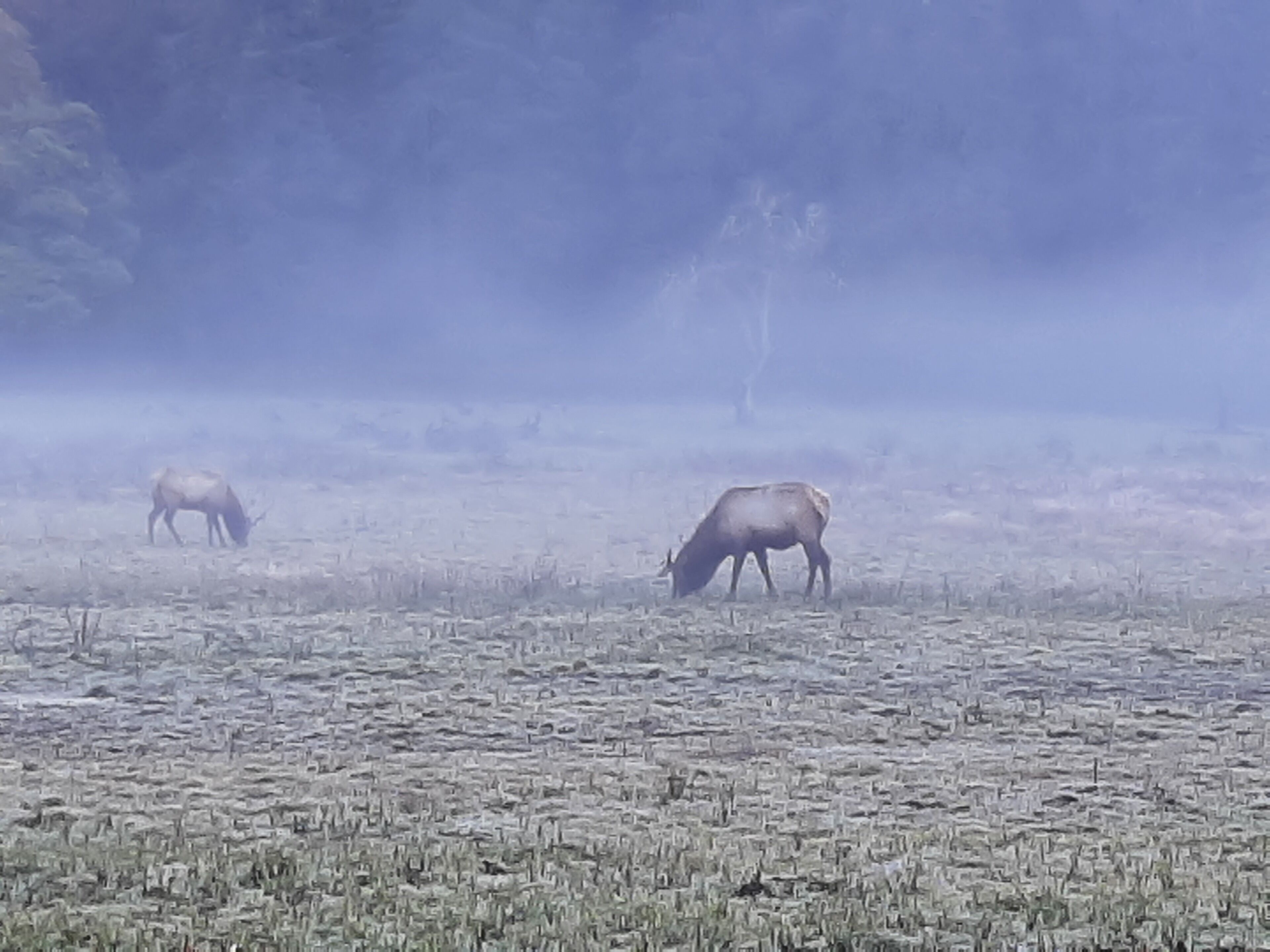 A field with two animals grazing.