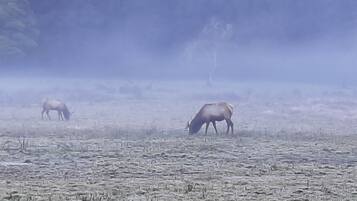 A field with two animals grazing.