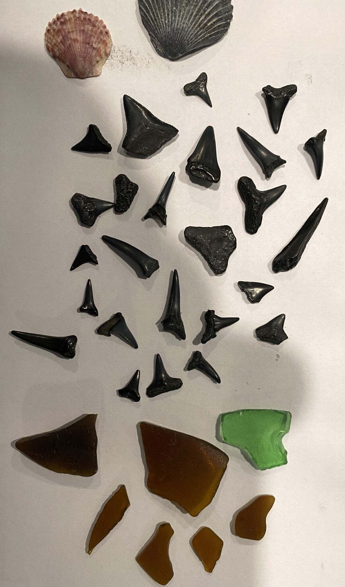 Various shark teeth and a shell on a flat surface.