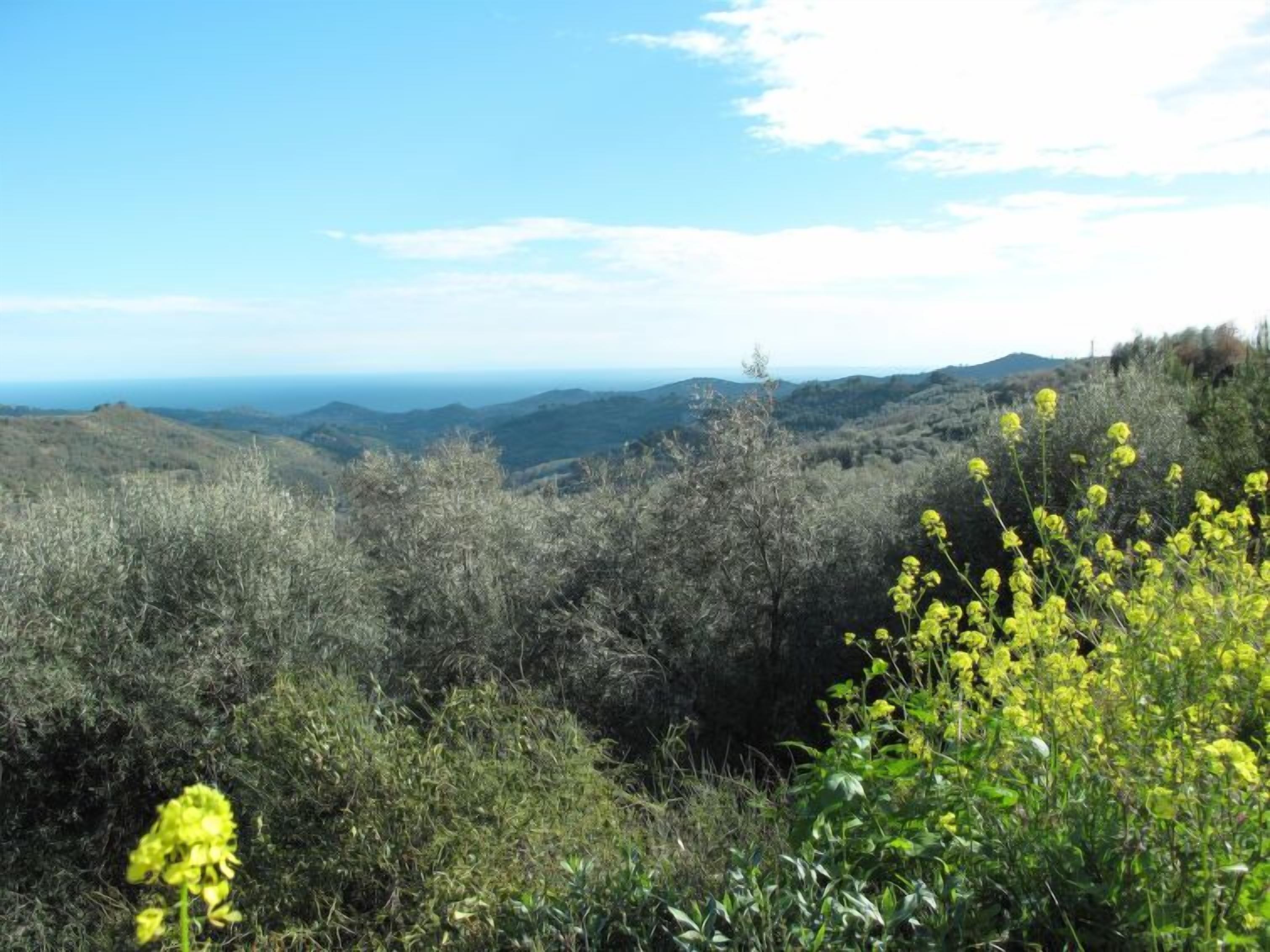 Un paisaje montañoso con vegetación densa y cielo despejado.