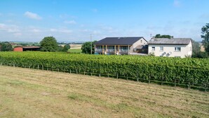 A house with a covered porch, surrounded by a vineyard.