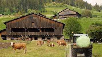 Esterni