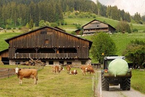 Esterni
