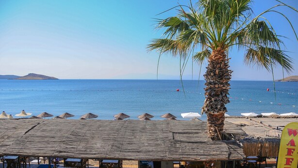 Un restaurante frente a la playa, con una palmera, sombrillas de playa y un letrero que anuncia un menú de gofres.