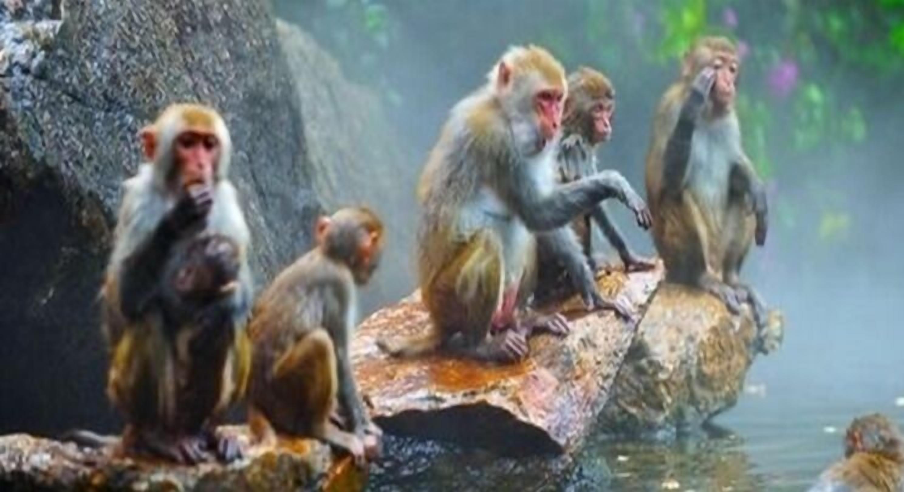 A group of monkeys sitting on a rock by a body of water.