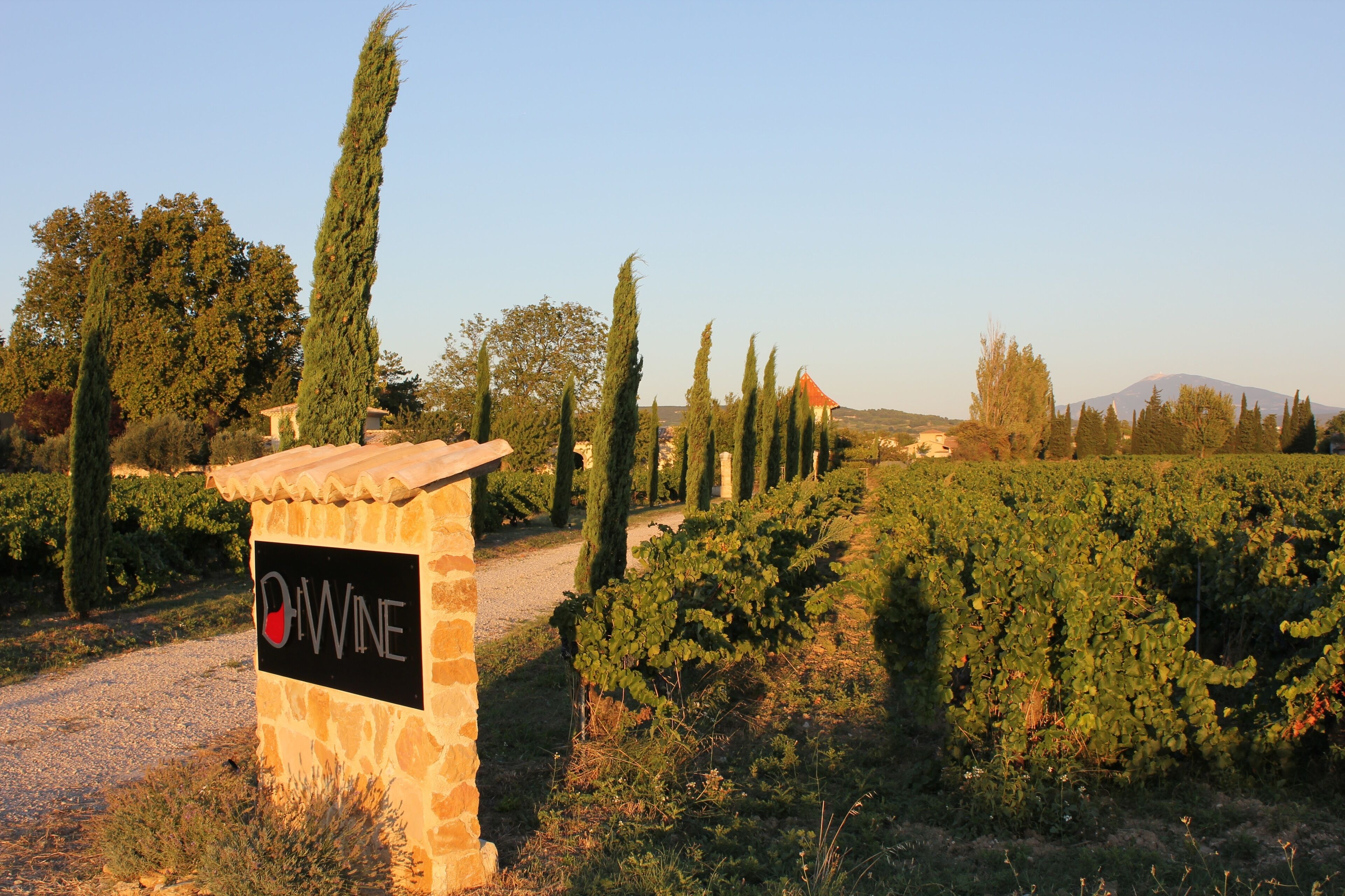 A vineyard with rows of grapevines, a stone sign with "D'WINE" logo, and a mountain in the background.