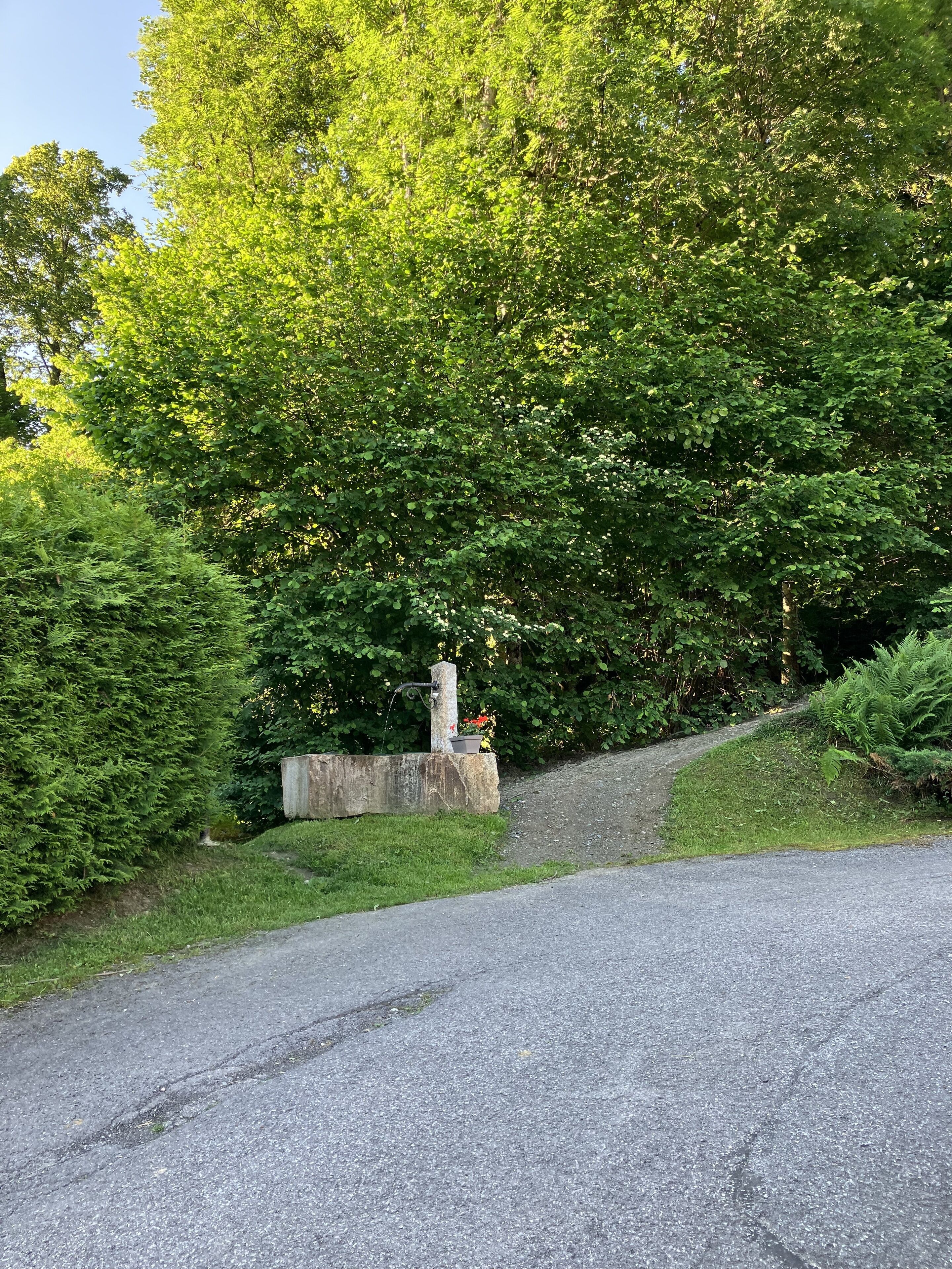 A gravel road curving through a wooded area with dense green foliage and a stone wall.