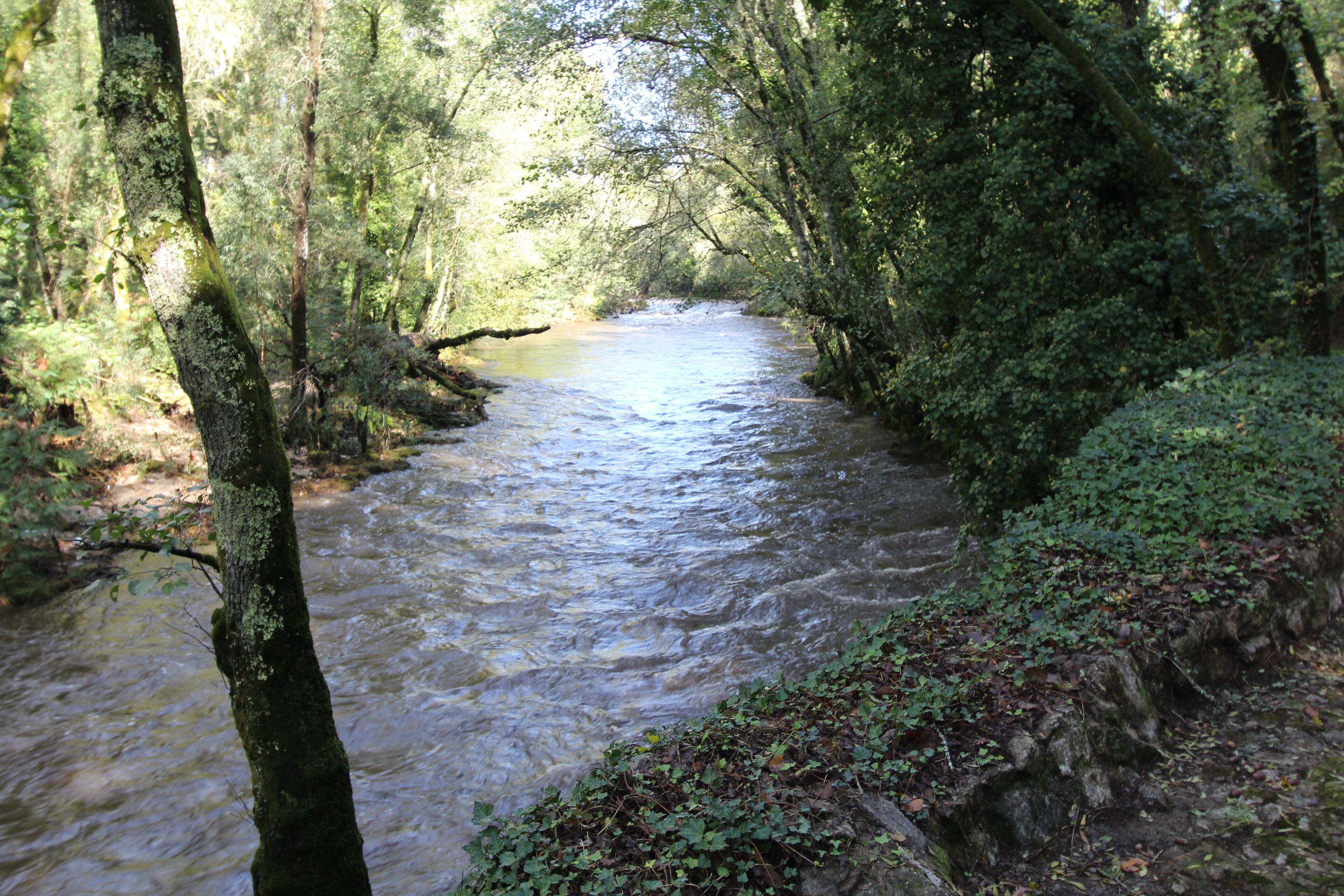 Un río que serpentea por un área boscosa con follaje denso y árboles a ambos lados.