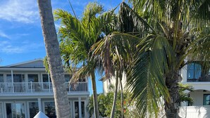 A waterfront property with a pool, palm trees, and a bird on the deck. - Waterfront Renovated Luxury Home with pool and spa - 5 min walk to the beach (Indian Rocks Beach)