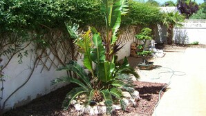 A garden with a variety of plants, including a large banana plant, a palm tree, and a bonsai tree, surrounded by a white wall and a fence. - Wonderful private villa for 6 guests with private pool, A/C, WIFI, TV, patio and pets allowed (Miami Platja)