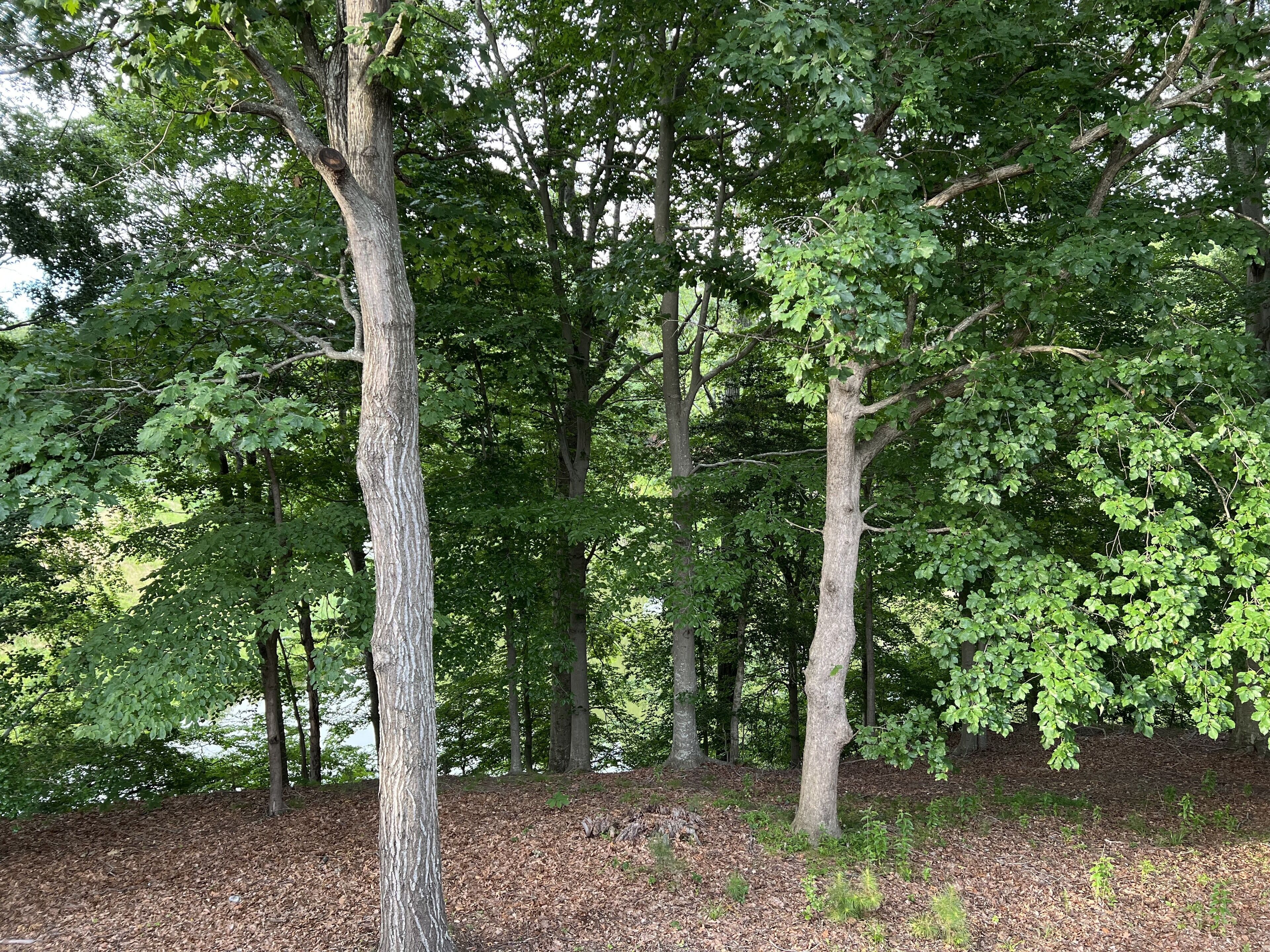 Une zone boisée avec de grands arbres et un sol recouvert de feuilles mortes.