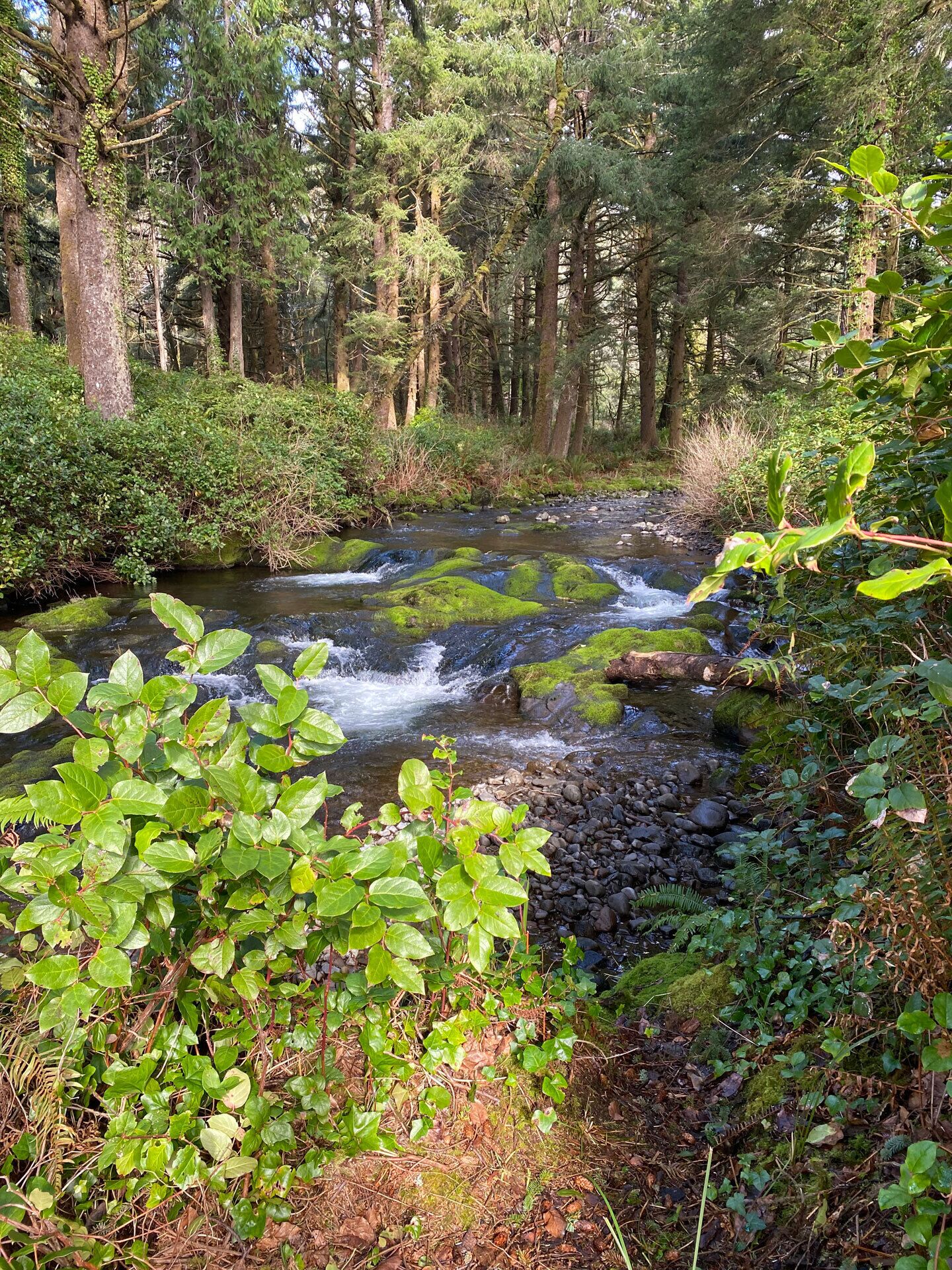 Bob Creek Cabin - across from Bob Creek Beach, Forest, hot tub
