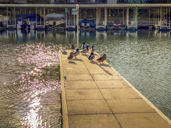 Un muelle con varios patos y una zona de estar cubierta.