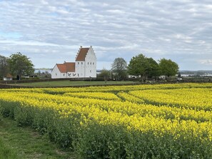 A white building with a red roof, surrounded by fields of yellow flowers. - Kollund Cottage (Krusaa)