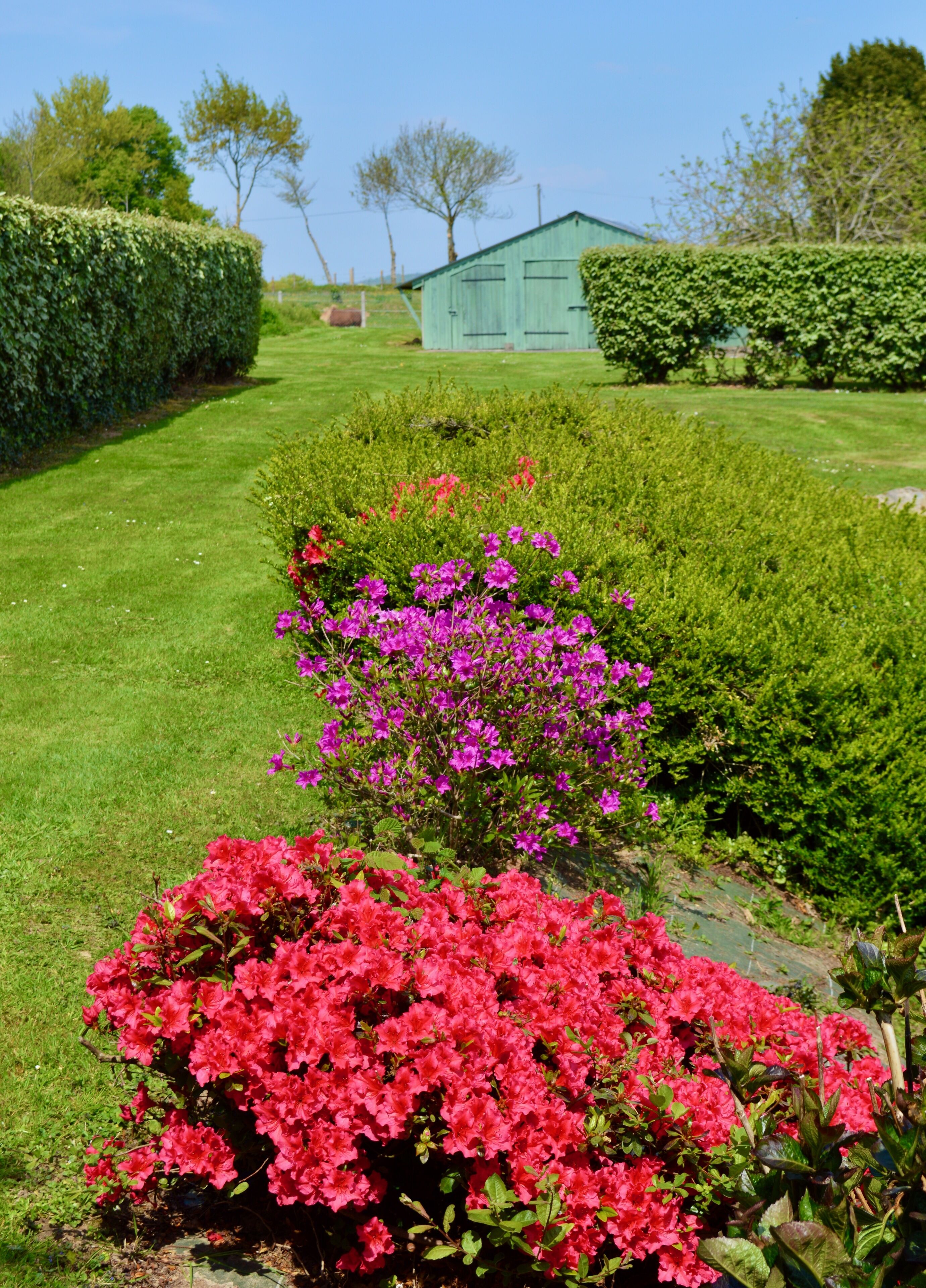 Een verzorgde tuin met levendige rode en paarse bloemen, strakke heggen en een groene schuur op de achtergrond.