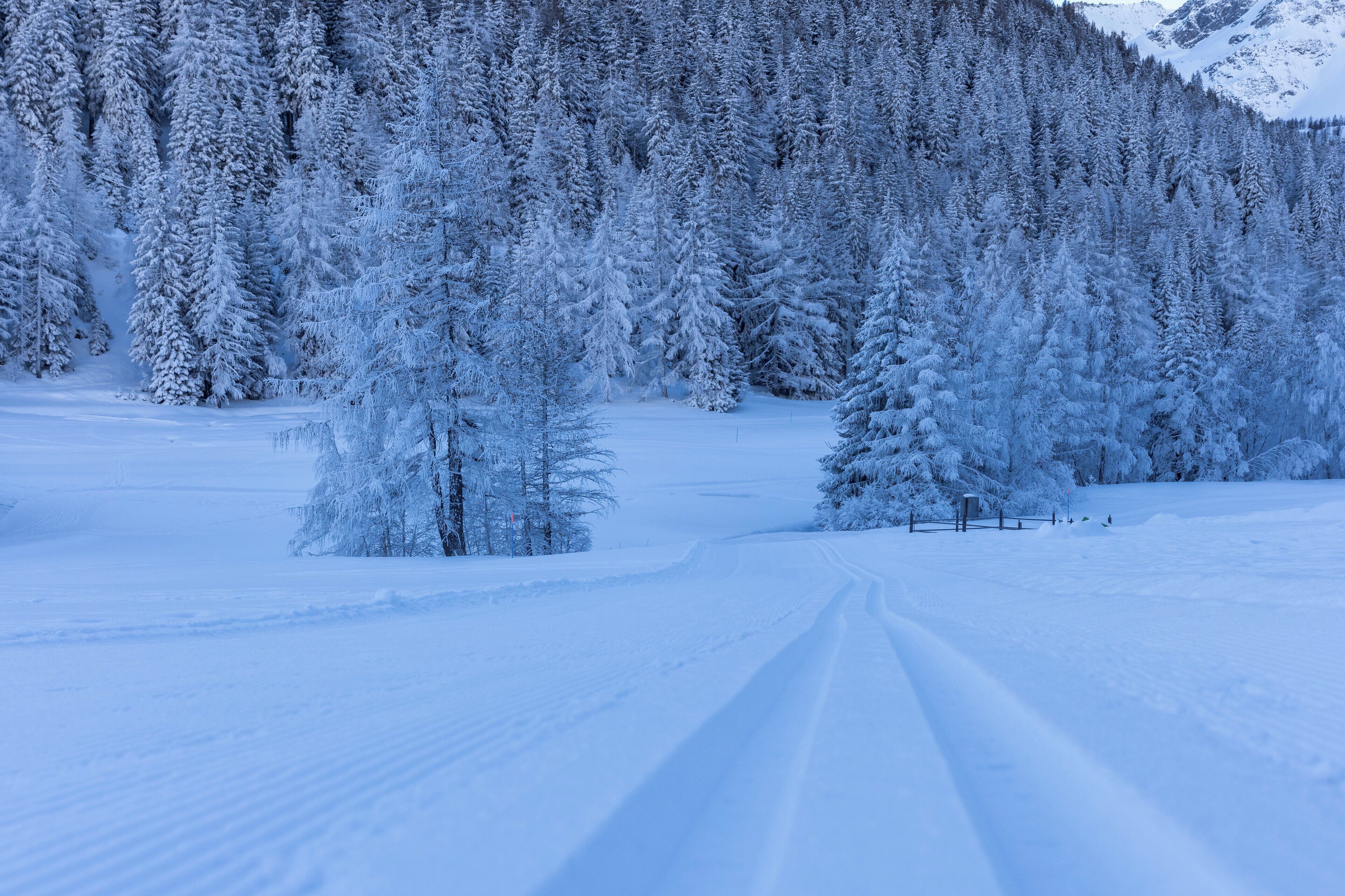 Uma floresta coberta de neve com um caminho bem definido.