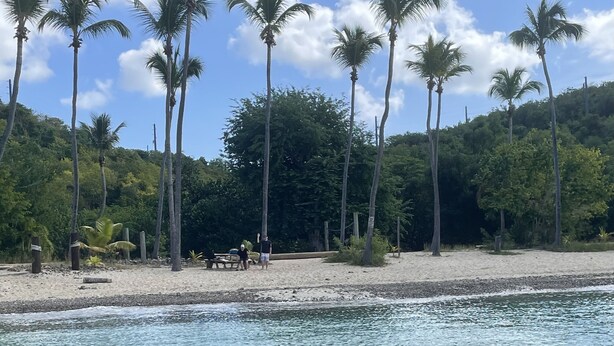 Uma praia com palmeiras e uma área de areia com um banco.