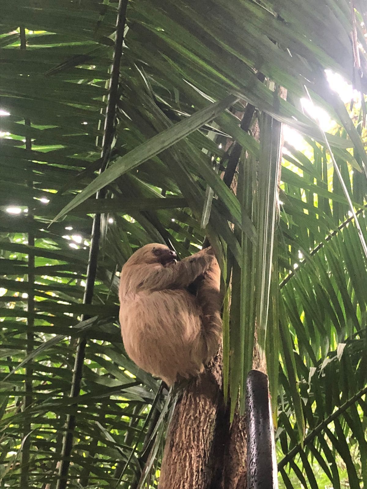 A sloth hanging from a tree branch in a dense green foliage environment.