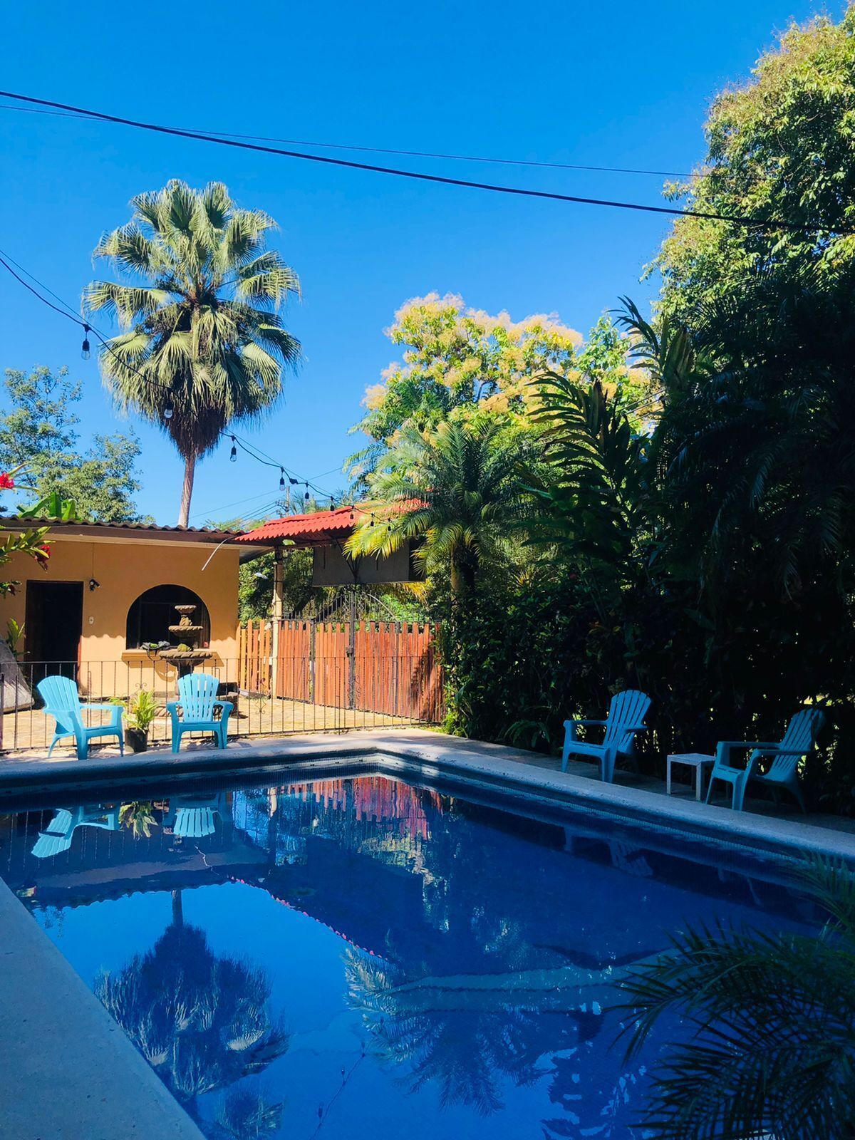 A swimming pool with blue chairs, a palm tree, and a wooden fence.
