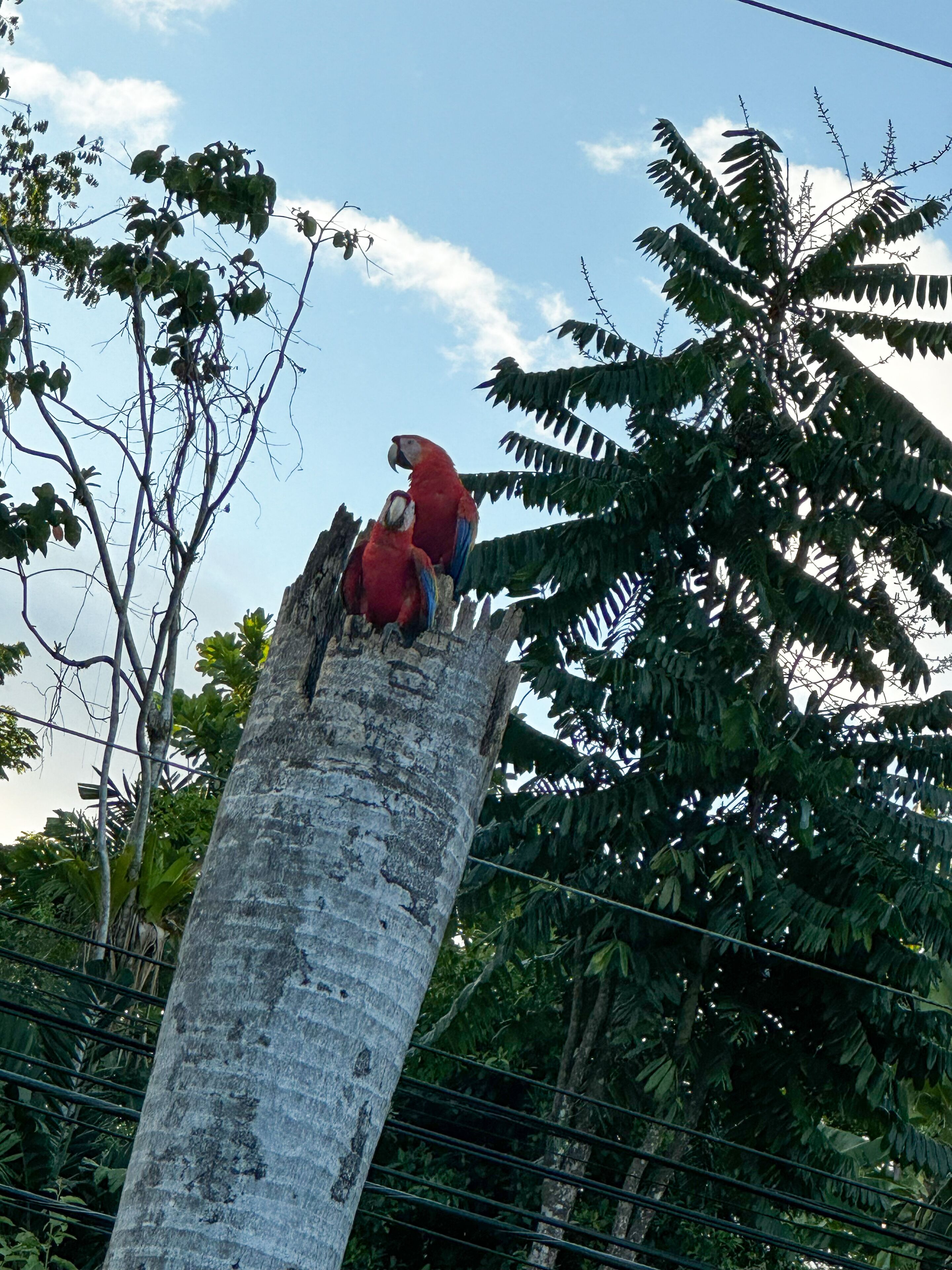Two red parrots perched on a tree trunk.