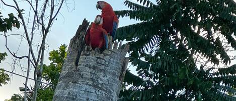 Two red parrots perched on a tree trunk.