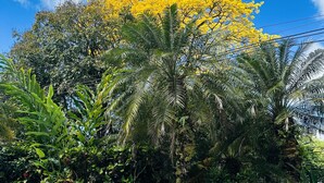 A pool with two white chairs and a small table, surrounded by lush greenery and a yellow flowering tree. - Hotel Colibri (Quepos)