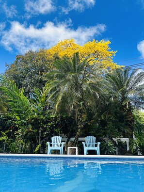 Outdoor pool, open 8:00 AM to 8:00 PM, pool umbrellas, sun loungers - Hotel Colibri (Quepos)