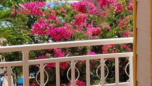 Parveke, jossa on valkoinen kaide, vaaleanpunaisia bougainvillea-kukkia sekä näkymä uima-altaalle ja palmuille.