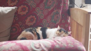 Un gato durmiendo en una cama con una colcha estampada.
