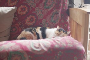 Pet-friendly - Apartment with garden in the center of Tepoztlán (Tepoztlán)