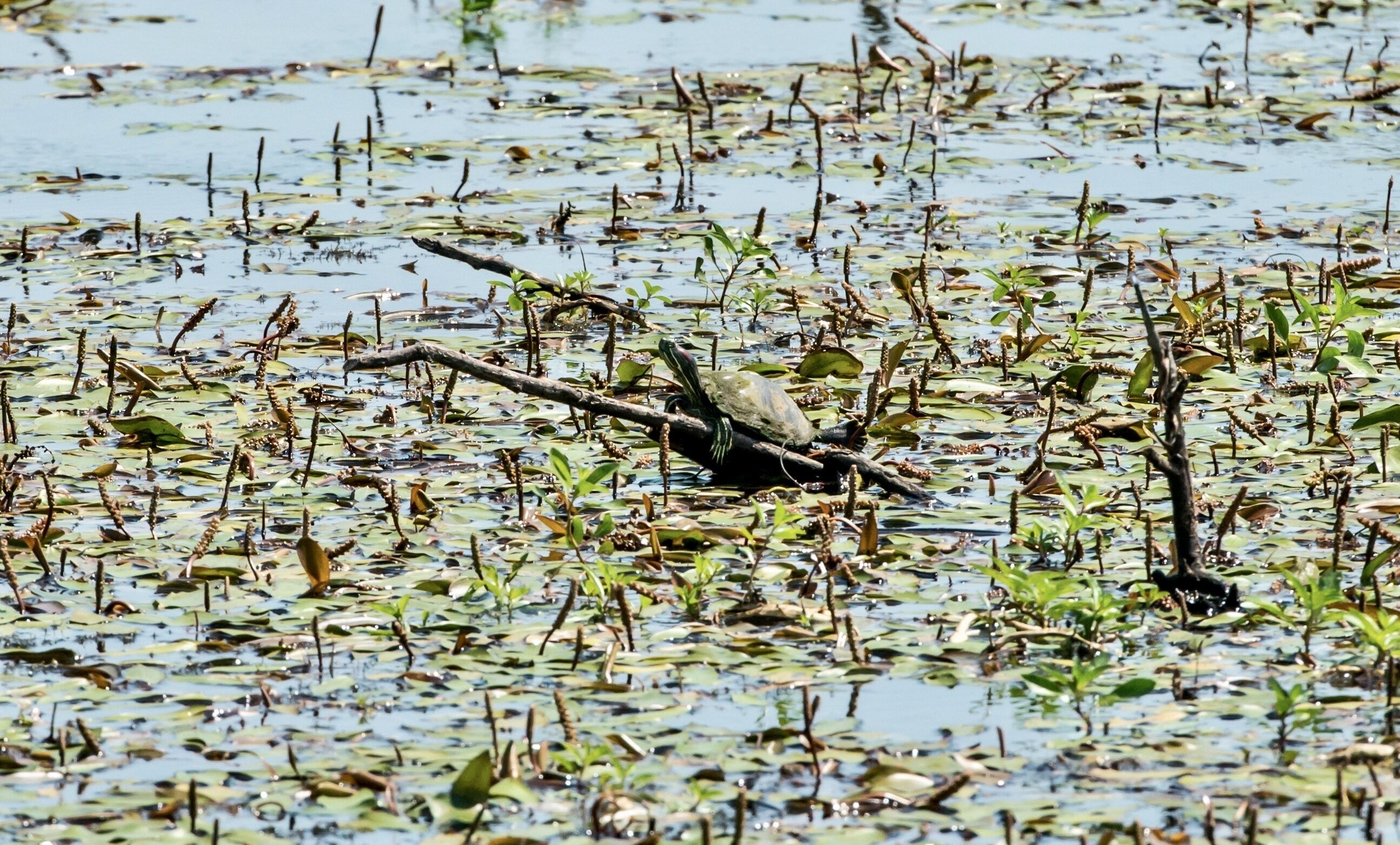 A bird resting on a branch in a water body with floating vegetation.