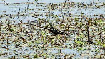 A bird resting on a branch in a water body with floating vegetation.
