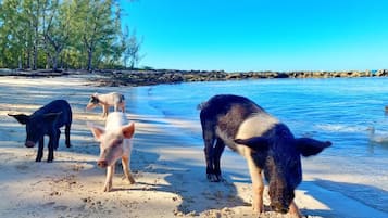 Beach nearby, sun loungers, beach towels