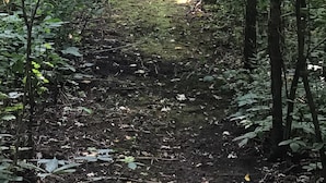 A forested path leading to a building with a red roof. - Jaggi Swiss Gasthaus  (Monticello)