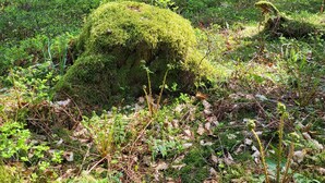 A forest with moss-covered ground and tall trees. - Cozy vacation apartment for 1 to 4 people. Perfect for a little time out  (Frielendorf)