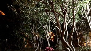 Uma passagem de jardim à noite, com uma planta em vaso e árvores.