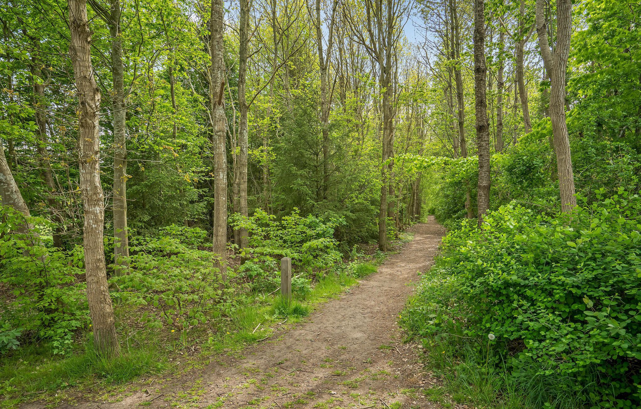 Un sentier forestier bordé de grands arbres et d’une végétation luxuriante.
