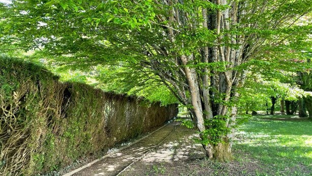 A pathway lined with a hedge and a tree, leading to a grassy area. - Family home, its park and streams, on the route des Châteaux (Huisseau-sur-Mauves)