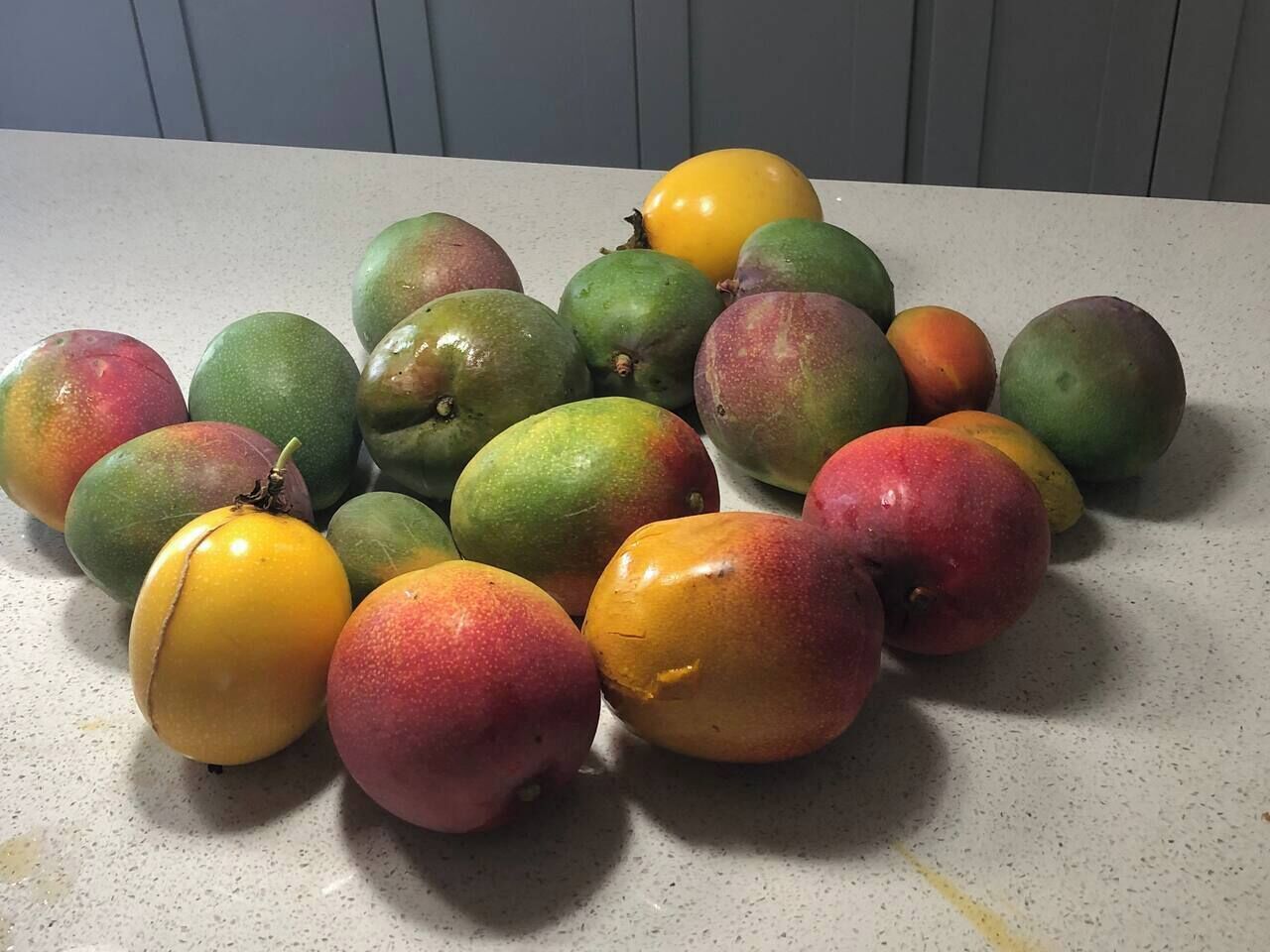 Eine Auswahl an Mangos auf einer Arbeitsplatte.