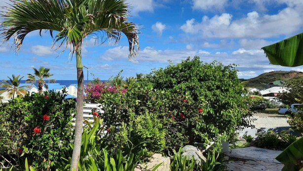 A tropical garden with a palm tree, various shrubs, and a stone pathway. - Charming OCEANE studio T1 in guest house with sea view (Collectivity of Saint Martin)