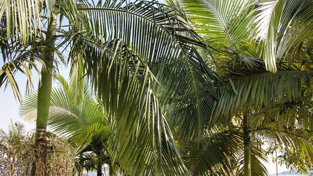 A beach with palm trees and a clear view of the sea. - Room-rushel Kivu Resort Kayove (Boneza)