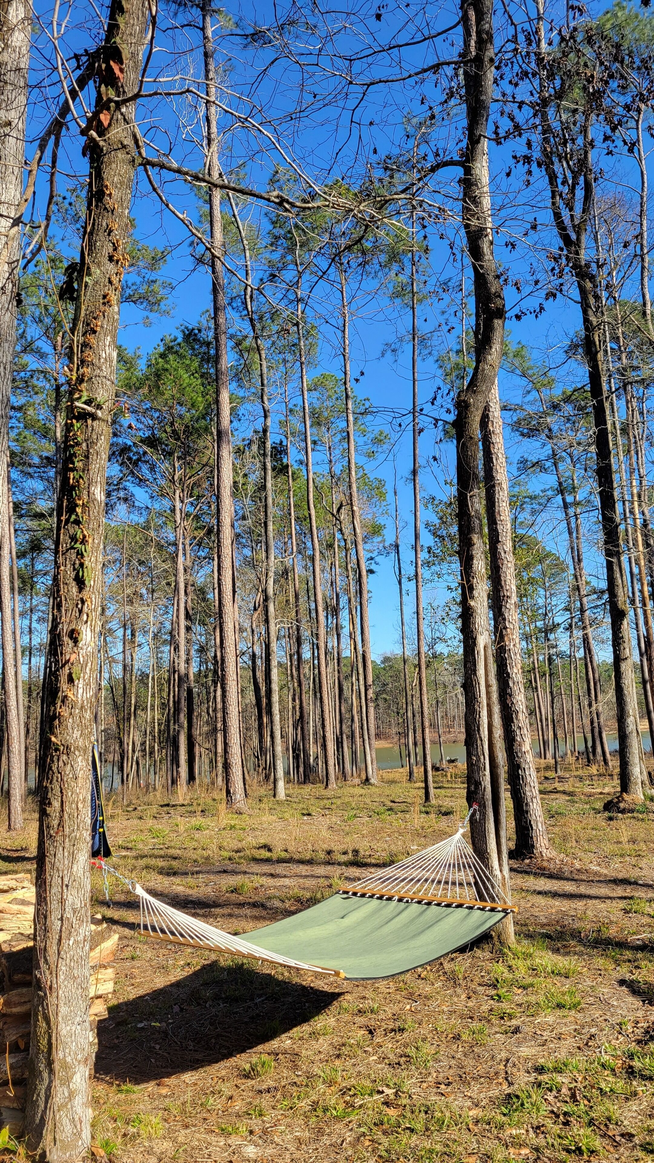 Un hamac dans une forêt, avec de grands arbres et un ciel dégagé.