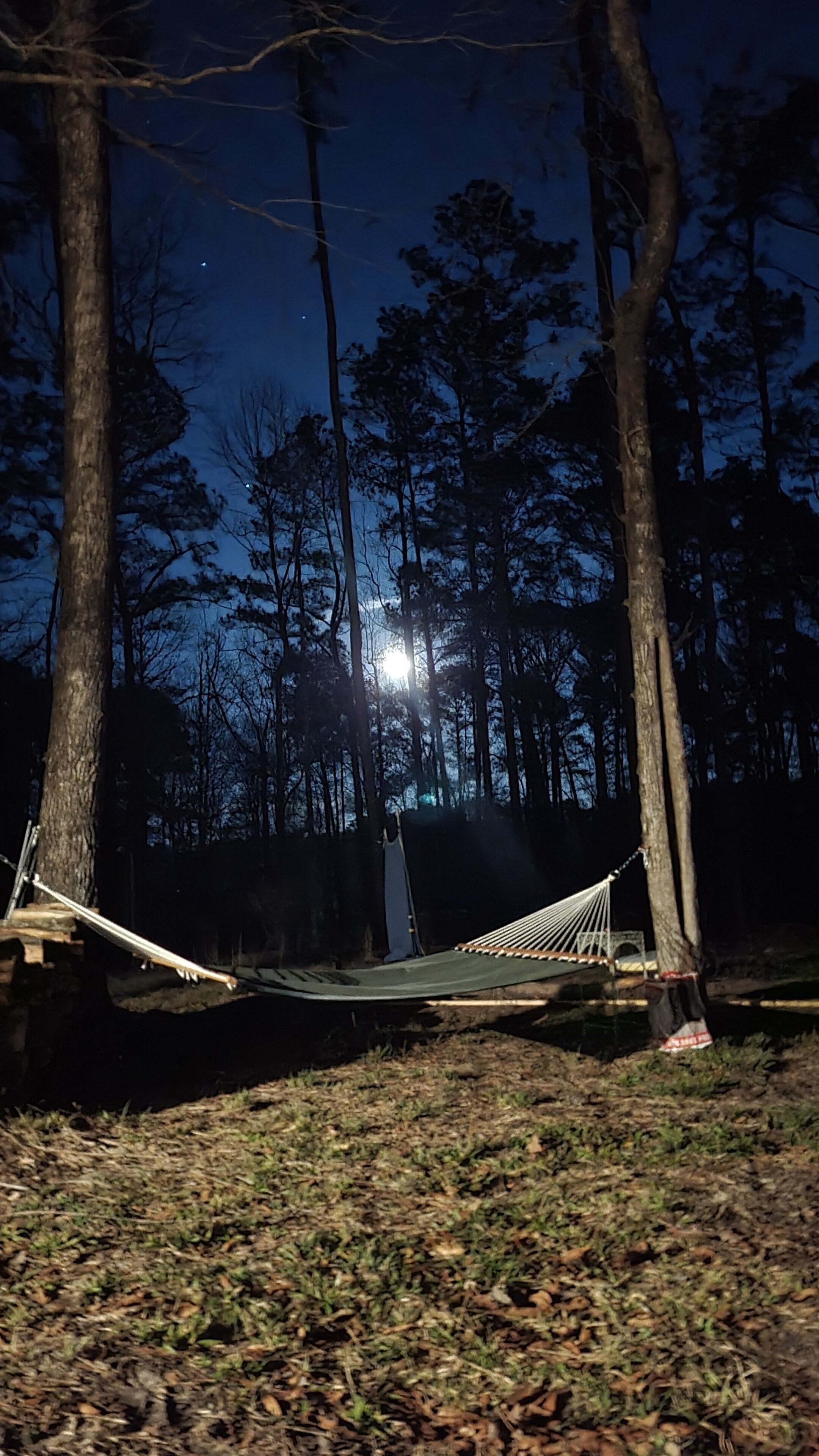 A hammock set up between two trees in a forested area at night.