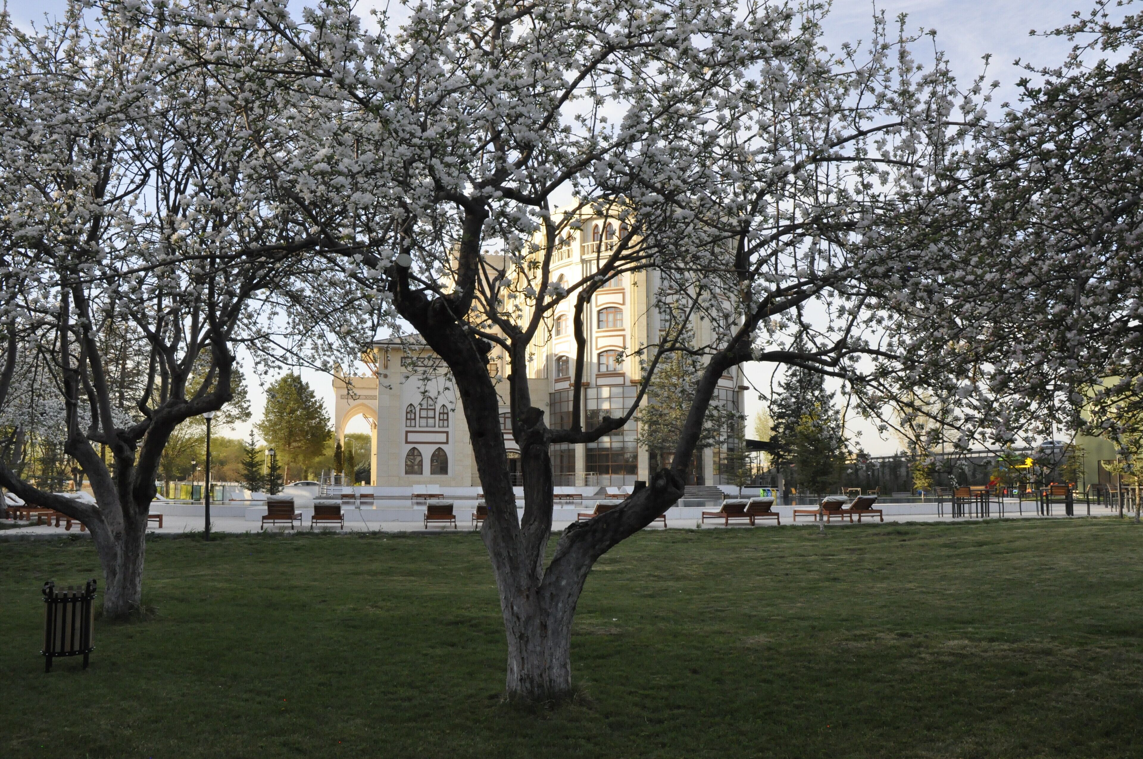 A park with a large tree in full bloom, benches, and a building with arched windows in the background.