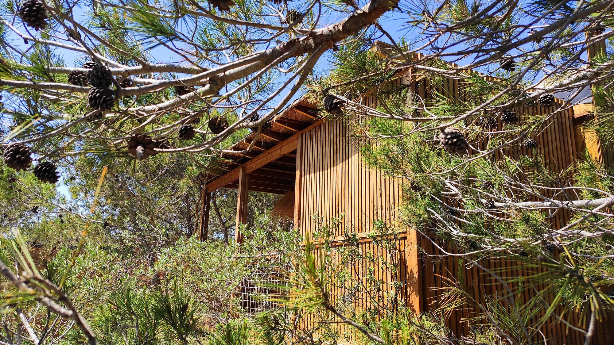 A wooden gazebo with a sloped roof, surrounded by dense pine trees and pine cones.