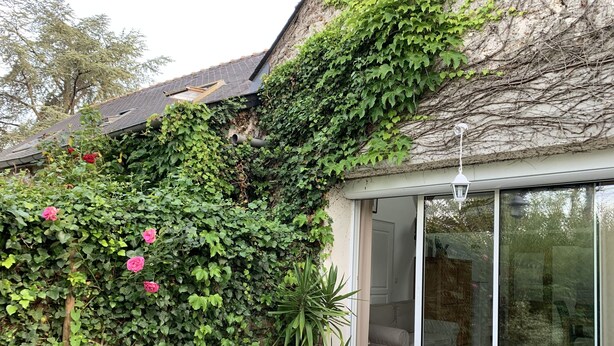 Una casa con un amplio ventanal, una planta en maceta y una pared cubierta de hiedra.