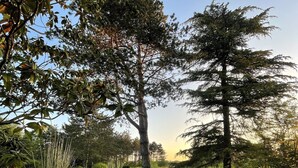 Un jardín bien cuidado con diversas especies de árboles y arbustos, un césped impecable y un cielo despejado.